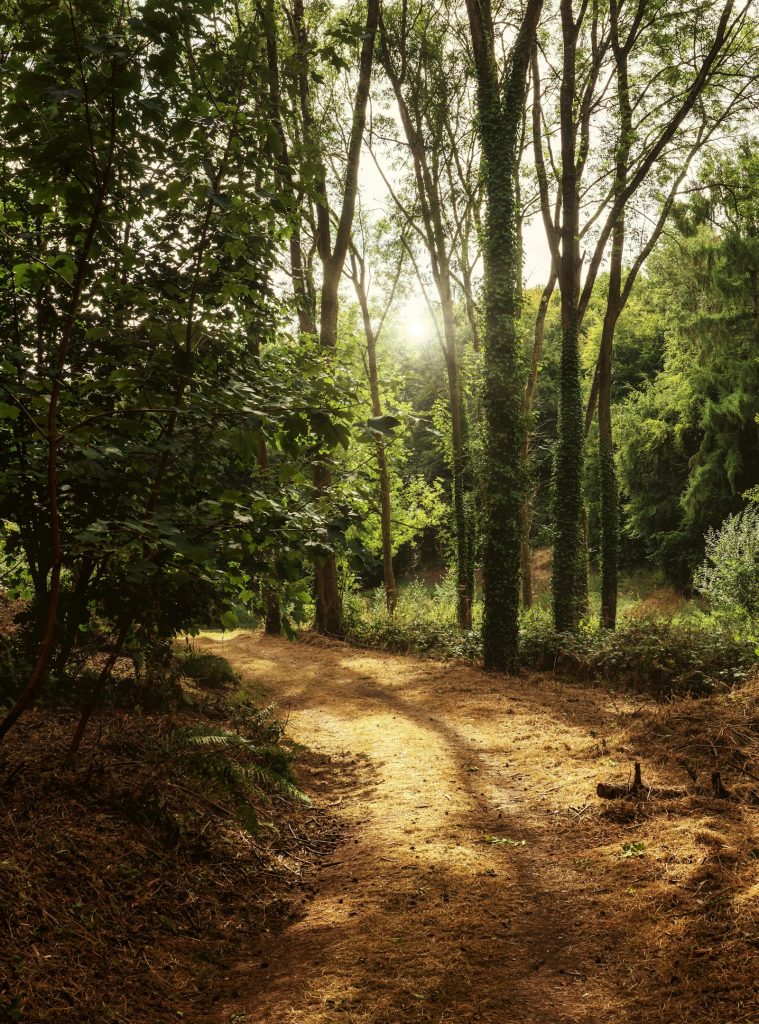 Chemin de forêt éclairé par la lumière du matin