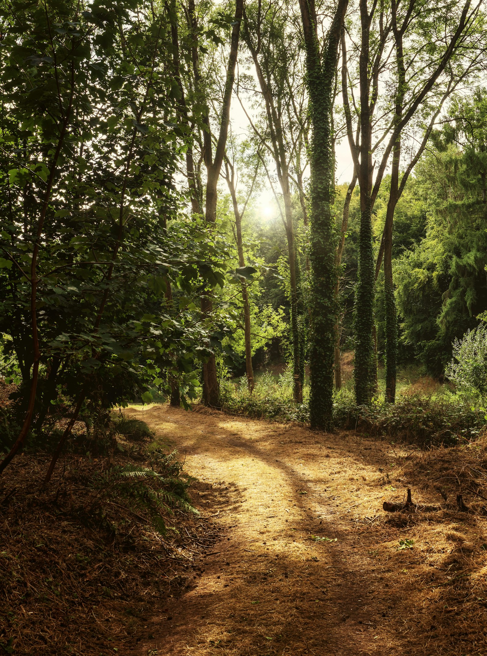 Chemin de forêt éclairé par la lumière du matin, évoquant un moment de calme